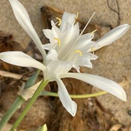 Portami un fiore senza reciderlo