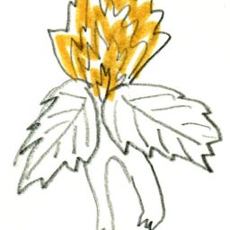 Ein Garden Gedicht_A botanical poem