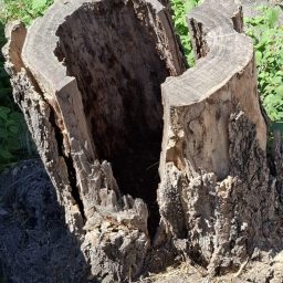 Stand up for the trees
