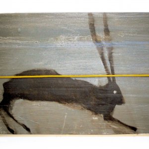 Hare 2019 oli and plastic on wood cm 31x49