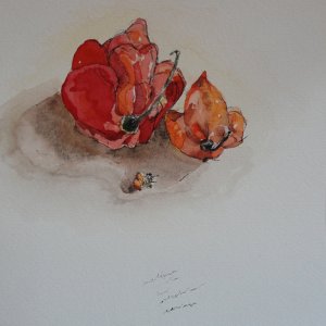 Peppers (after Guttuso), watercolour, 2014