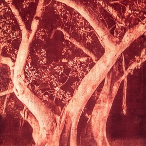  Nel giardino perduto (red version) - Gum bichromate on wood 90 x 60 cm 