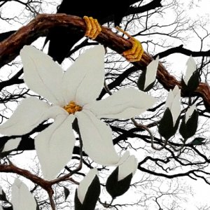 merlo indiano su ramo di magnolia