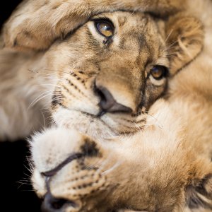 Panthera leo cubs