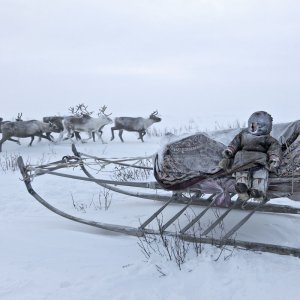 Nenets, a nomadic people who breed reindeer in the Siberian tundra,  in winter, when the temperature drop down to -50°, they move on sledges pulled by reindeer following ancient arctic routes looking for mosses and lichens which reindeer feed on. In this transhumance Nenets travel about 1200 kilometers each year, making it one of the longest in the world.